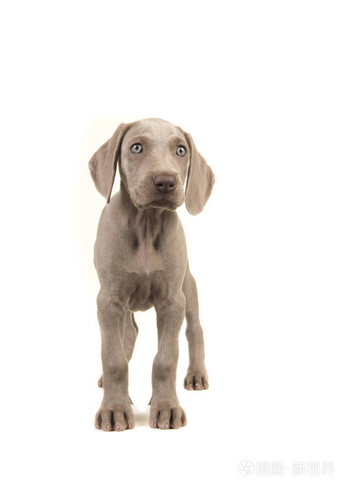 可爱的威马小狗与蓝色的眼睛站立一眼在白色背景查出的权利