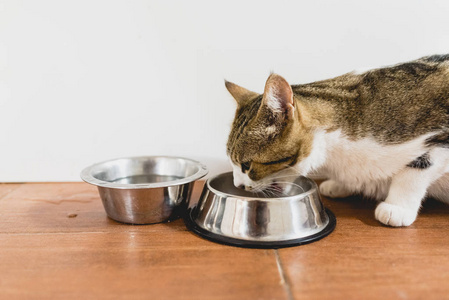 猫吃从他的碗在地面上