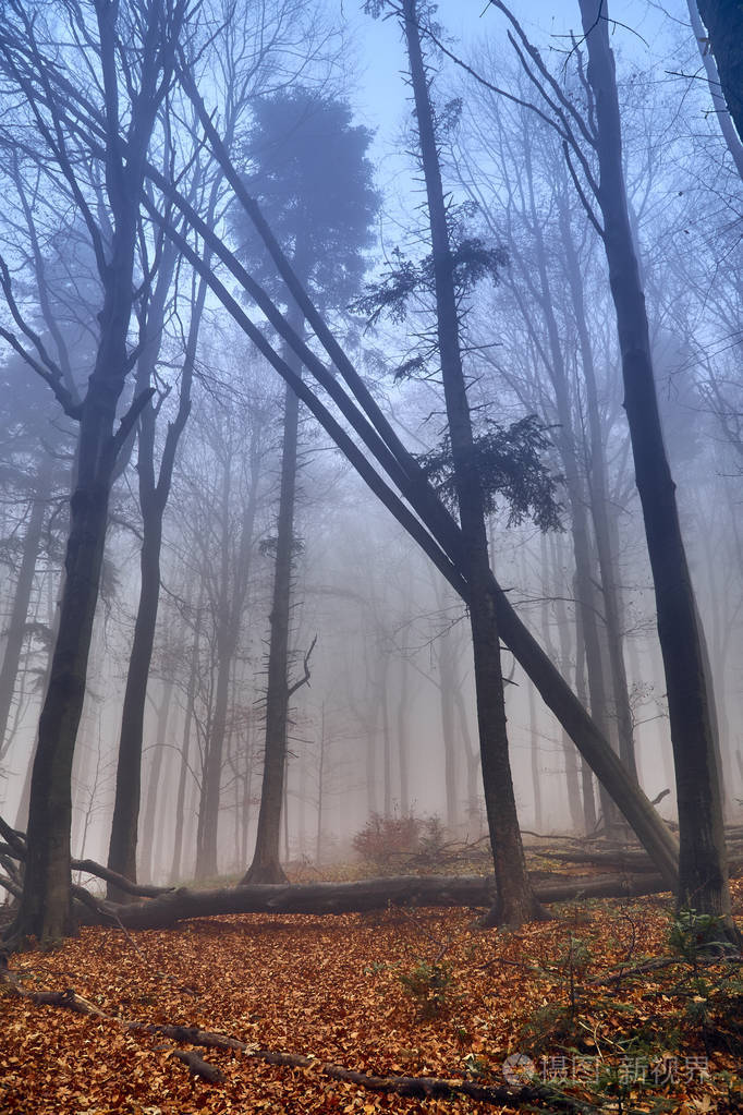 在雾蒙蒙的秋日, 在比什齐扎迪山 (波兰) 的森林中欣赏美丽而神秘的