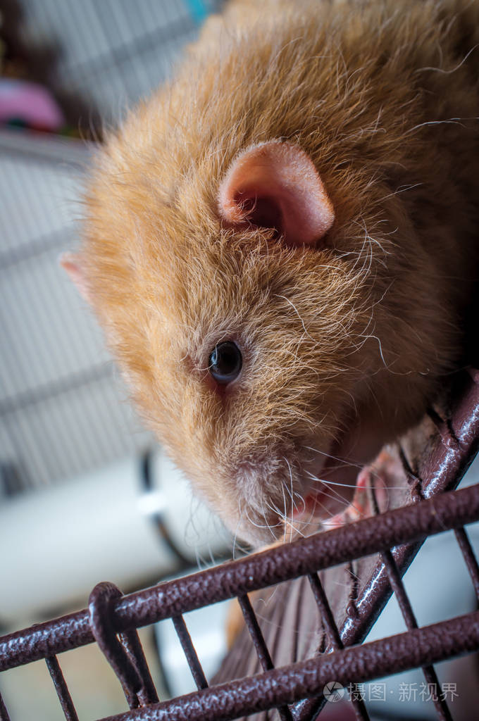 花小鹿有色哑巴耳宠物老鼠在笼子开放
