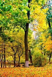 秋天风景在城市公园, 美丽的橙色叶子, 自然光, 垂直的构成