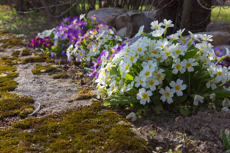 春天东方花卉与植物的浪漫风景