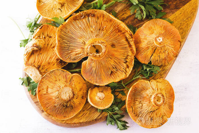 在白色背景上的颜色黄色的知更鸟蘑菇或罗夫隆芽