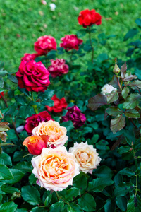 美丽多彩的玫瑰户外