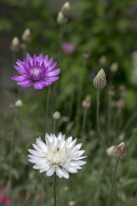 灰毛菊辣椒, 年开花永恒蜡菊果实