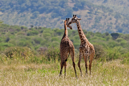 在塔兰吉雷国家公园，坦桑尼亚长颈鹿