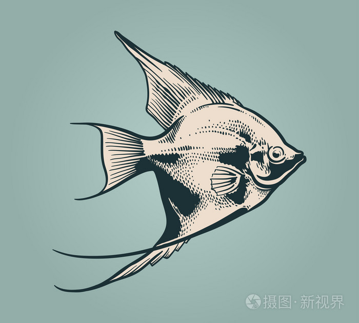 矢量复古插画的鱼