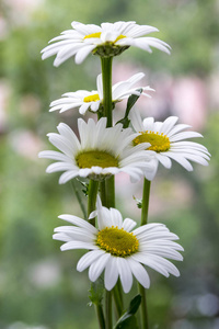 Leucanthemum 挥发油草花与白色花瓣和黄色中心开花