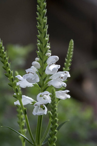 Physostegia 美金阿尔巴, 白色小花盛开, 观赏花卉