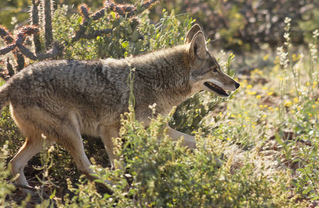 打呵欠的土狼图片