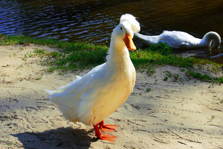 在河的背景下, 沙中美丽的烤鸭