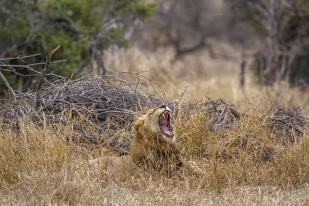 非洲狮子在克鲁格国家公园, 南非猫科动物虎的钱币