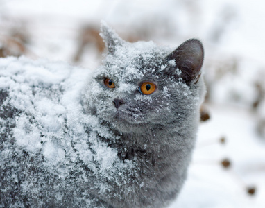 被雪覆盖着的猫