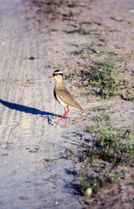 加冠的普洛弗 vanellus coronatus, 中部卡拉哈里狩猎保护区, 博茨瓦纳, 博茨瓦纳, 加兰子