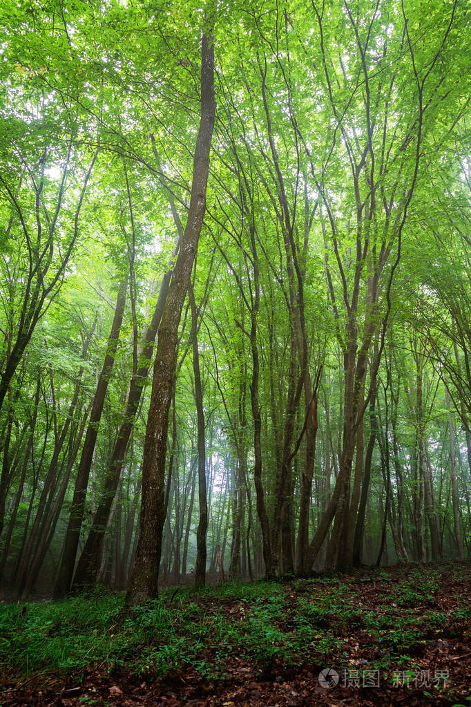 高大的绿色树木在深森林