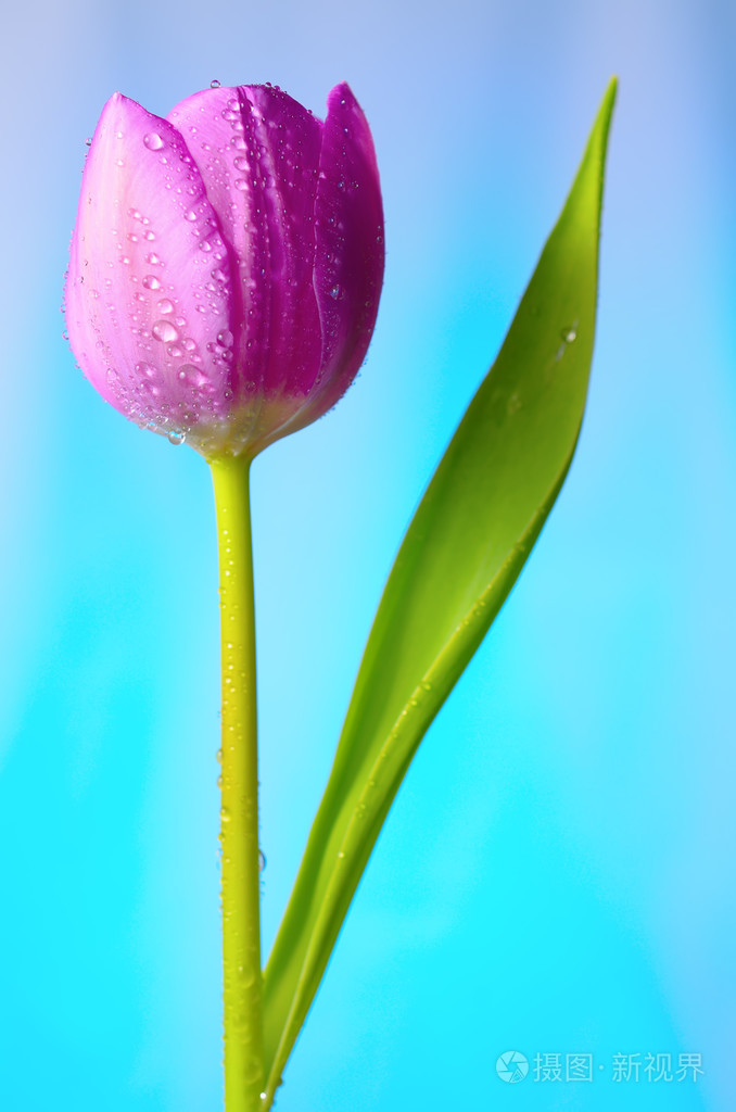 淡紫色郁金香与水滴