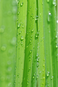 春天树叶与雨滴