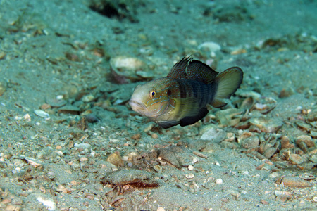 蝴蝶鰕虎鱼 amblygobius albimaculatus 在红海