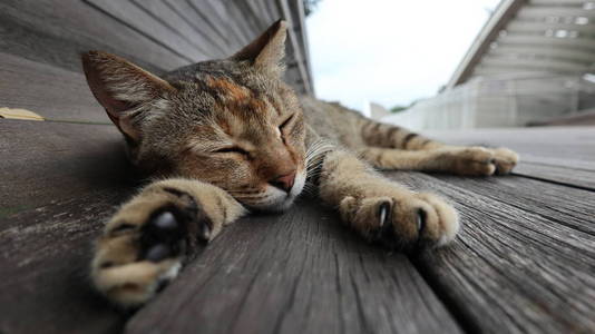 睡在木桥上的猫