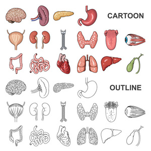 人体器官卡通图标集集为设计。解剖学和内脏媒介符号股票网页插图