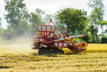 联合收割机在稻田工作。收获是从泰国的田地收集成熟作物的过程