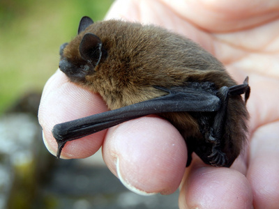 pipistrelle 蝙蝠