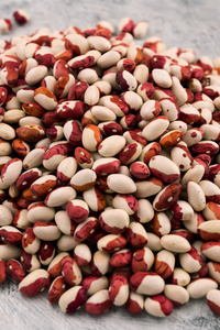 豆子的种子图片