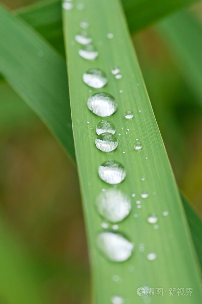 雨草叶片上的分数
