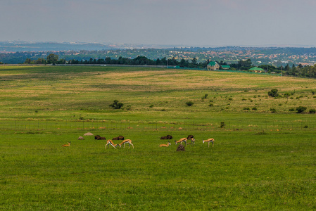 羚羊。南非