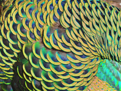 孔雀羽孔雀羽毛照片
