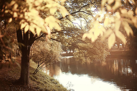 10月风景或秋天在公园, 黄色10月树, 胡同在秋天风景