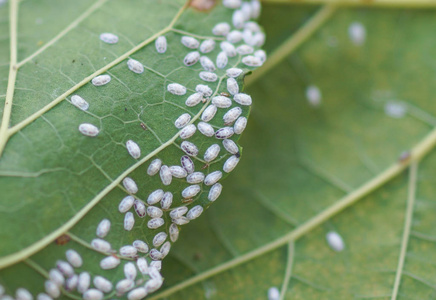 介壳虫图片-介壳虫素材-介壳虫插画-摄图新视界