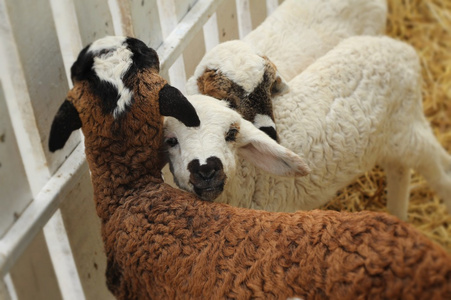 在农场的许多羊羔