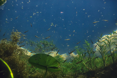 湖泊水下纹理, 水下照片淡水生态系统, 水纹理背景