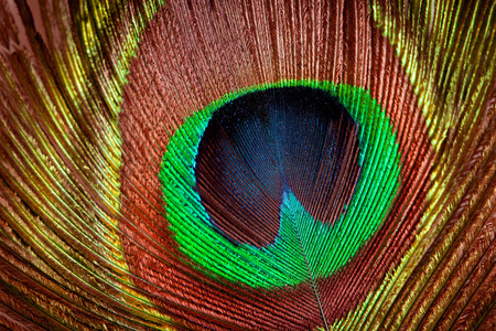 一只雄性孔雀展示其令人惊叹的尾巴羽毛的特写