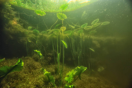 湖藻生态系统的水下景观研究