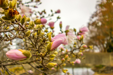   magnolia  