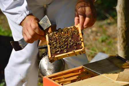 养蜂人保持架的蜂窝和工作的蜜蜂
