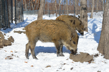 小公猪在冬季的森林，俄罗斯远东