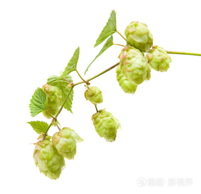 白色背景上孤立的蛇麻草啤酒花分公司