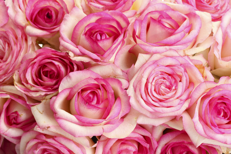 束美丽的粉红色玫瑰，关闭