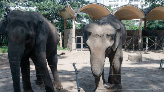 动物园里的两只大象