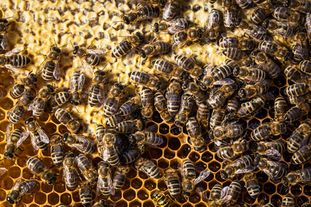 蜜蜂在蜂巢上蜂拥而至