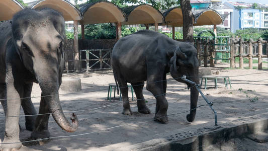 大象的家庭在他们的栖所