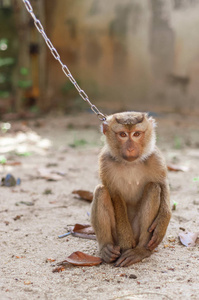 猴子在链户外背景自然野生动物