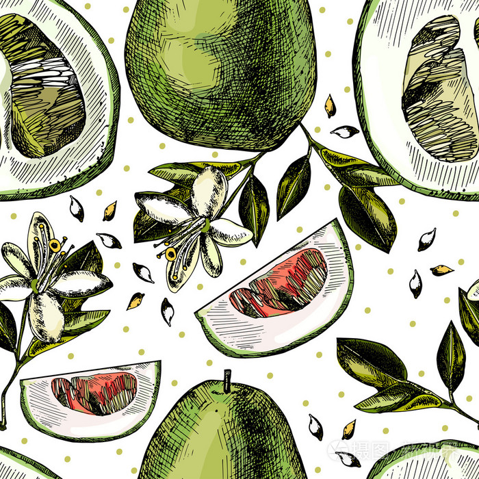 模式与孤立的白色背景上的柑橘, 柚子