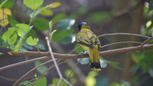 黑头大牛是 bulbul 家族 Pycnonotidae 的成员。它存在于东南亚的森林中