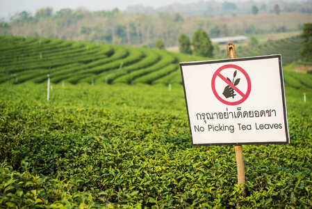 在追芳茶叶种植园，泰国清莱的警告标志