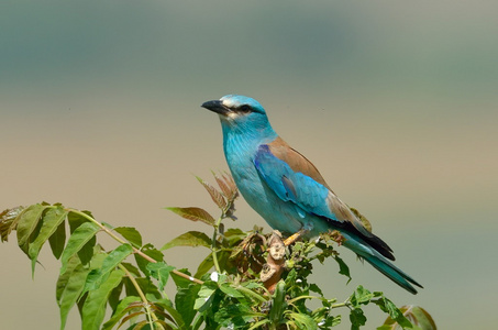 欧洲滚子 coracias garrulus 户外