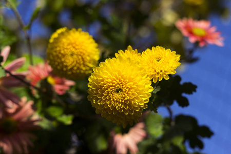 美丽的黄色和粉红色的菊花作为洋甘菊盛开在花园, 秋天, 背景照片